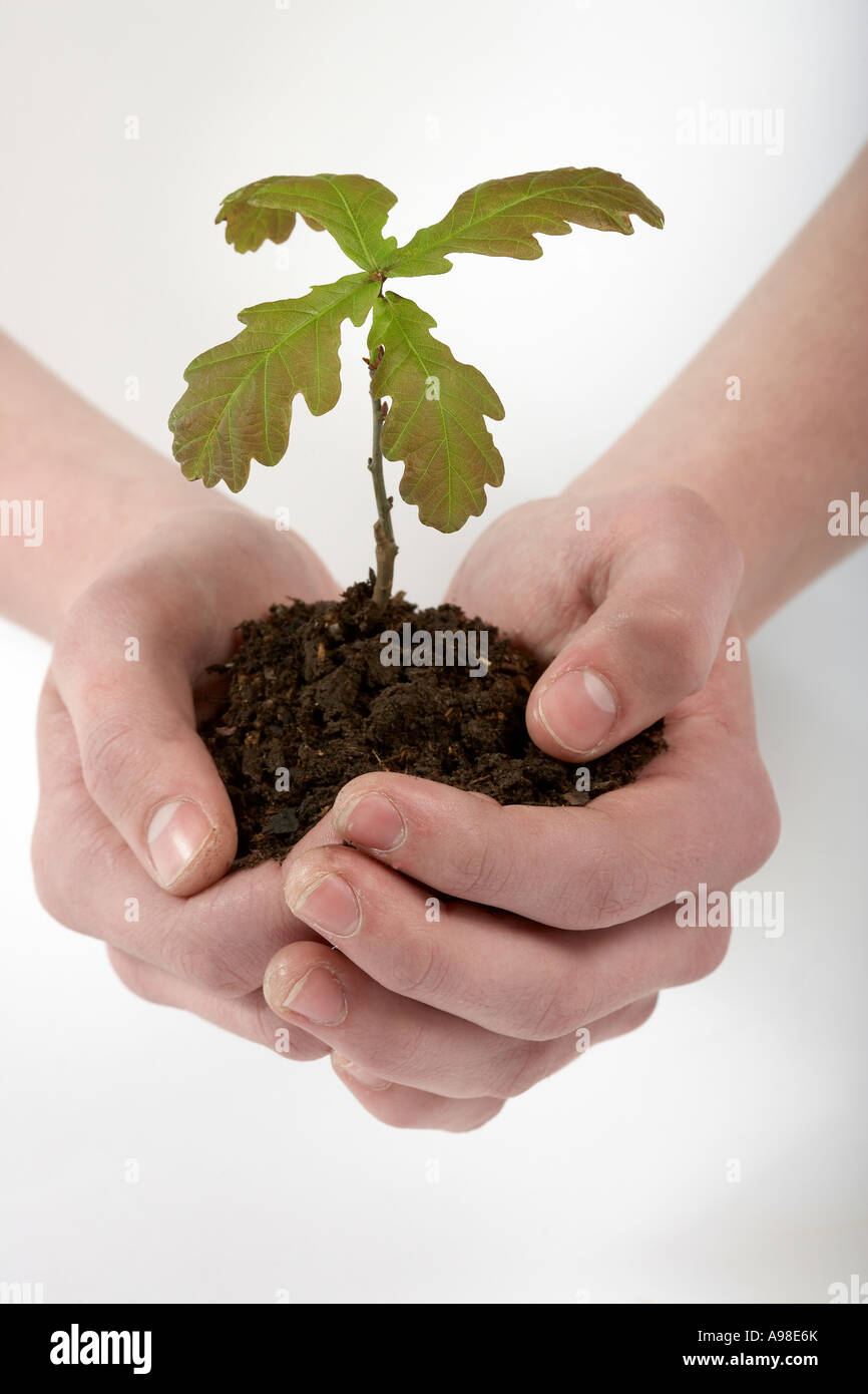 Oak tree sapling in hands The world in our hands The environment in our