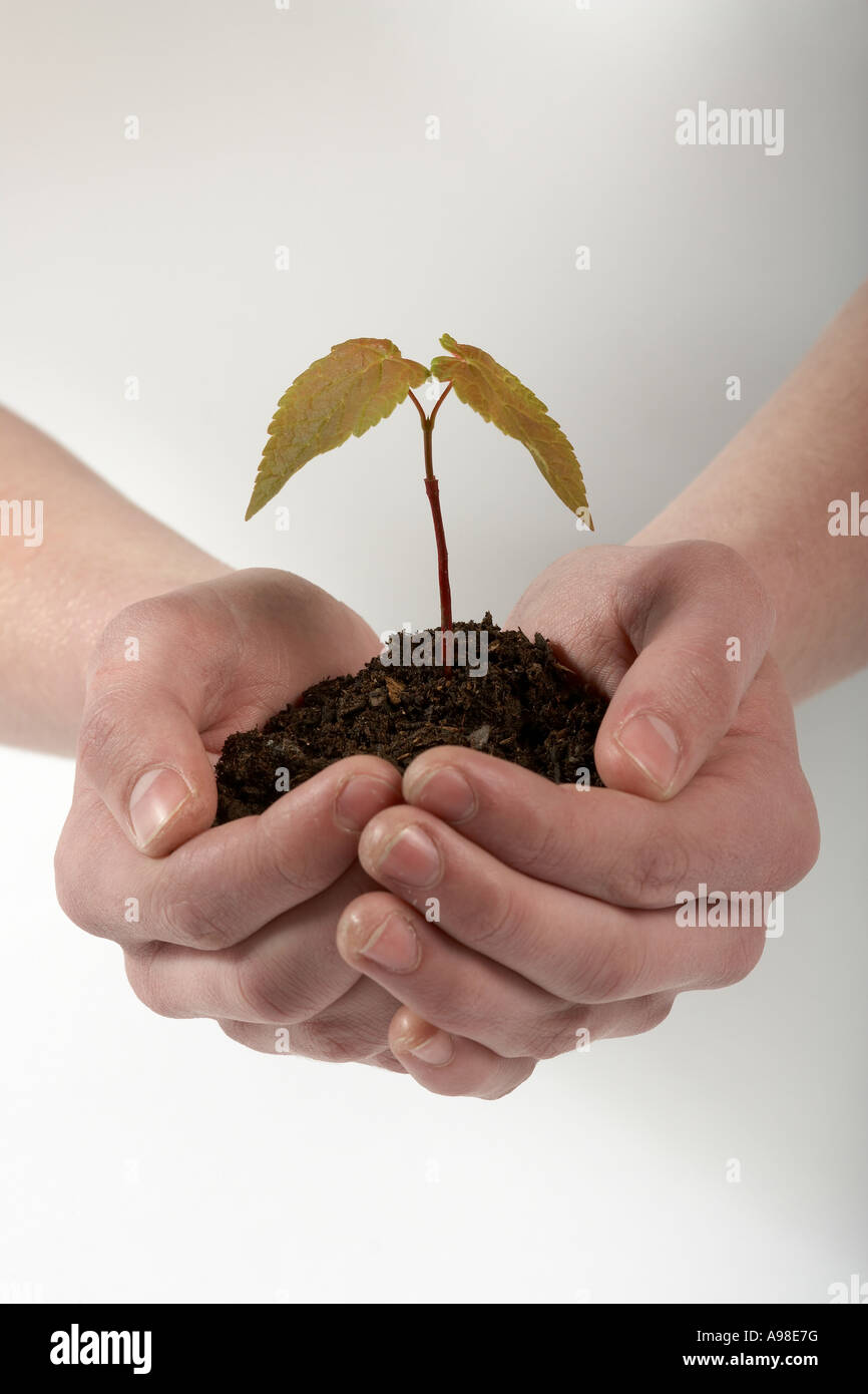 Sycamore Tree Sapling In Hands The World In Our Hands The Environment In Our Hands Hands Holding Sycamore Sapling The Future In Stock Photo Alamy