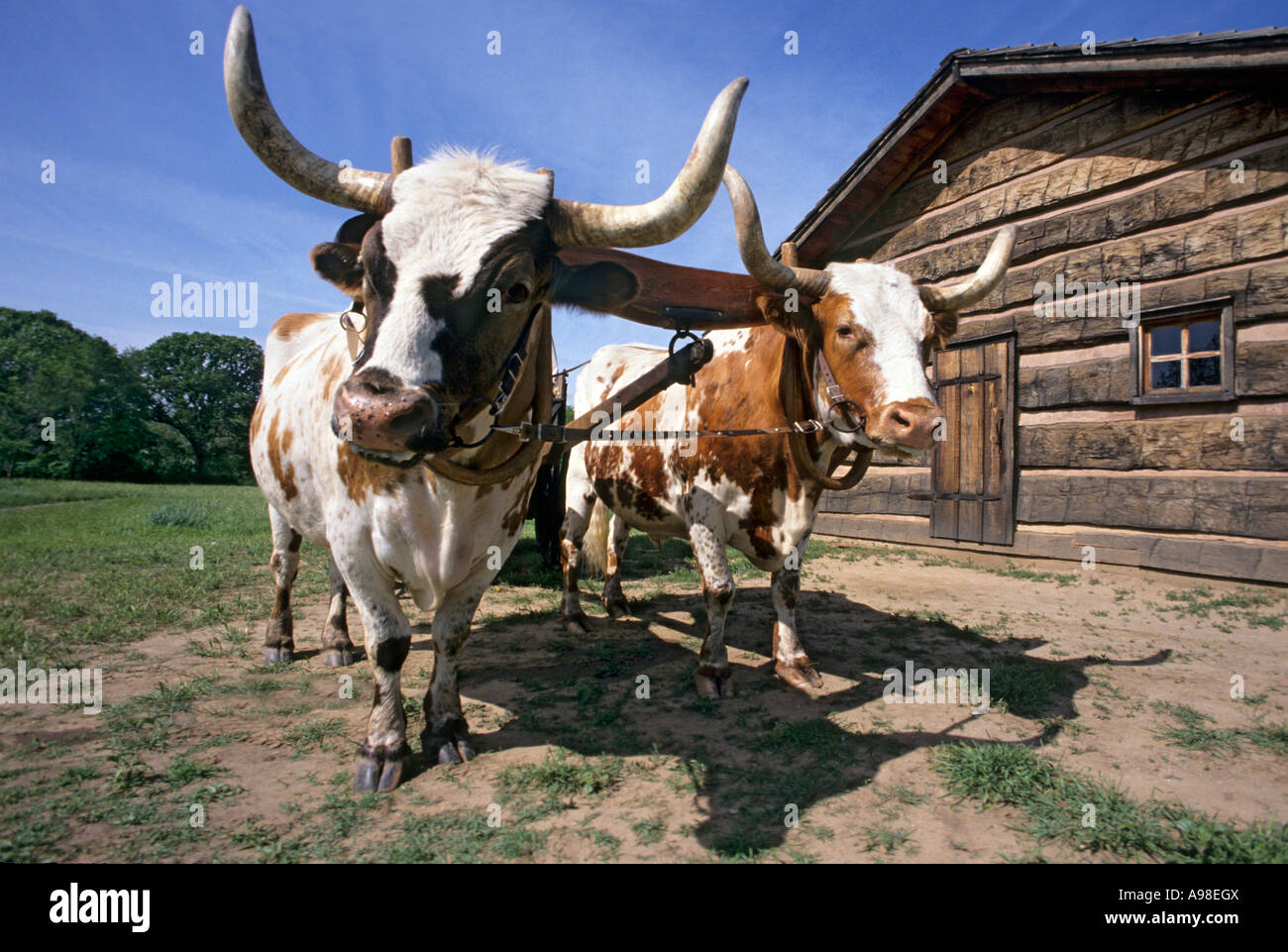 Ox oxen transportation hi-res stock photography and images - Alamy