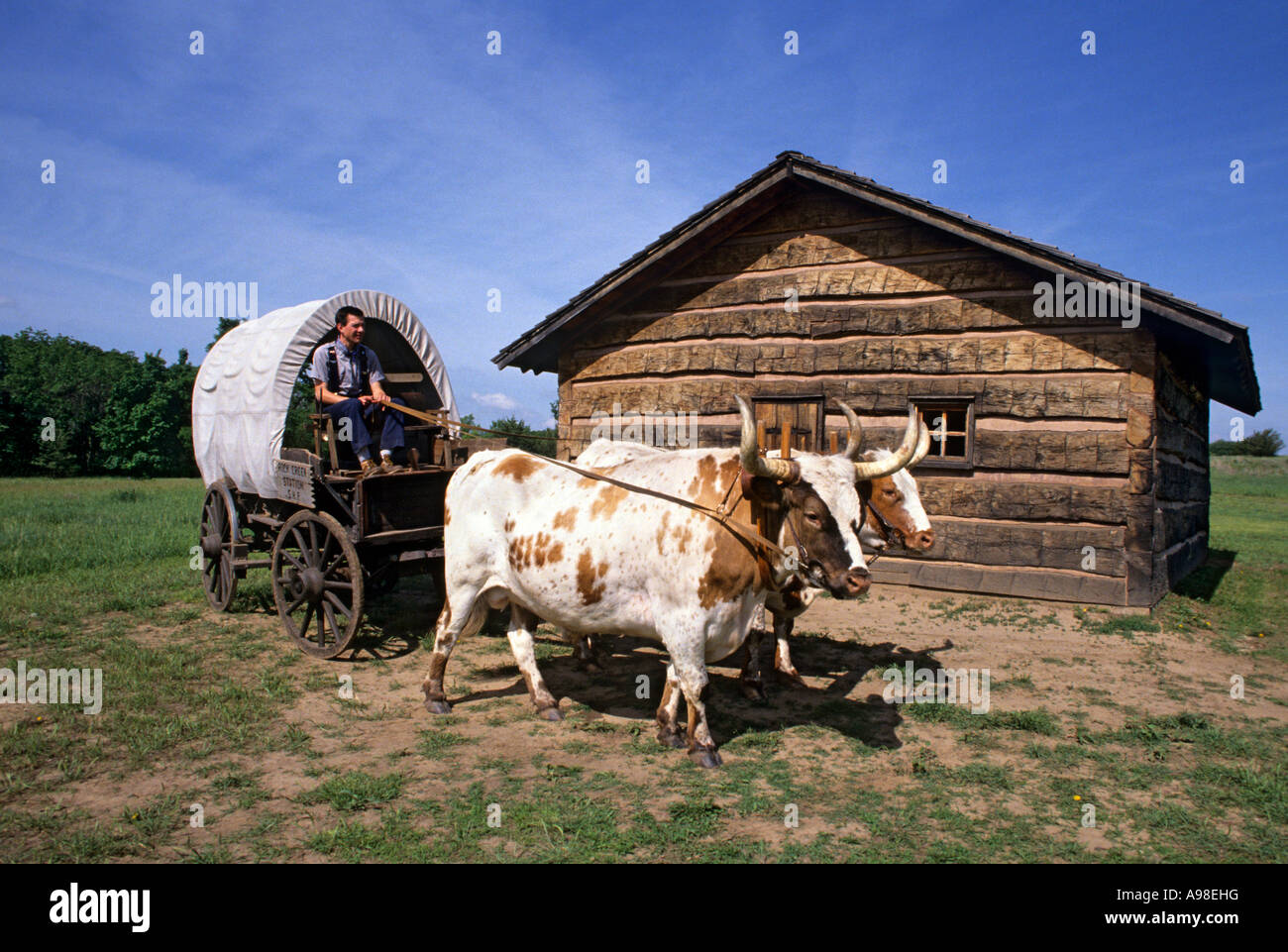 OXEN AND COVERED WAGON AT ROCK CREEK STATION STATE HISTORICAL PARK ALONG THE OREGON TRAIL, S.E. NEBRASKA.  SUMMER Stock Photo