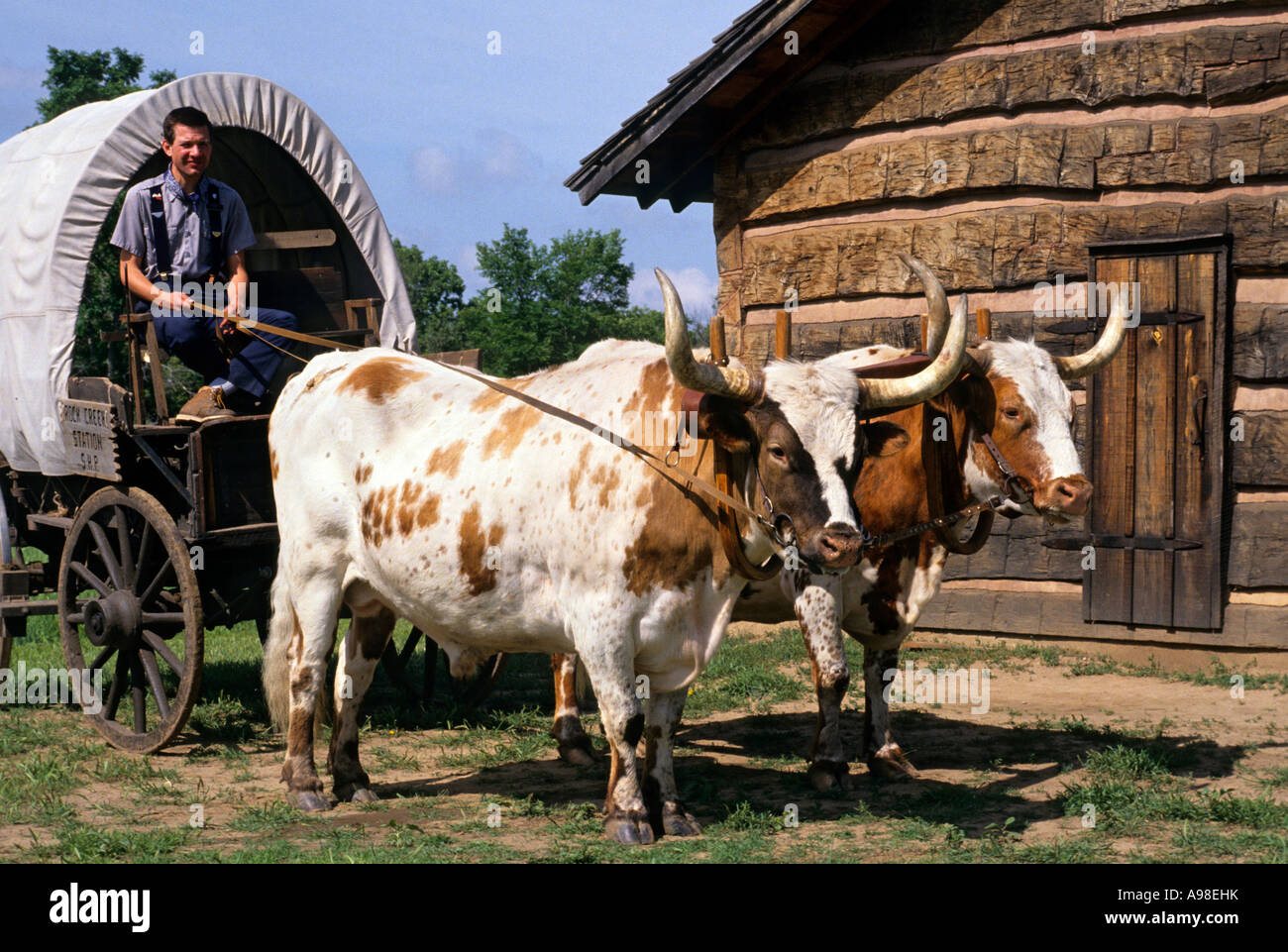 OXEN AND COVERED WAGON AT ROCK CREEK STATION STATE HISTORICAL PARK