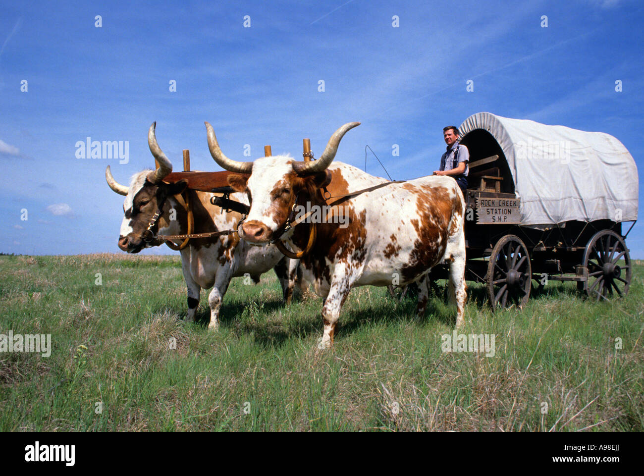 OXEN & COVERED WAGON ALONG THE OREGON TRAIL, ROCK CREEK STATION STATE HISTORICAL PARK IN S.E. NEBRASKA.  SUMMER. Stock Photo