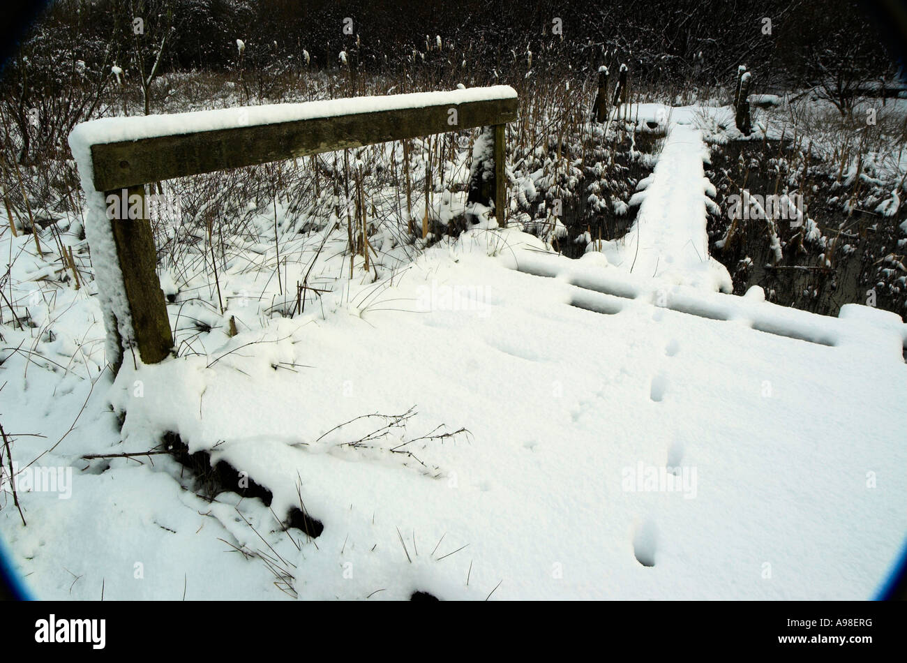 Fox pawprints in snow on bridge at Parkhall Countryside Park, Stoke-on-Trent Stock Photo