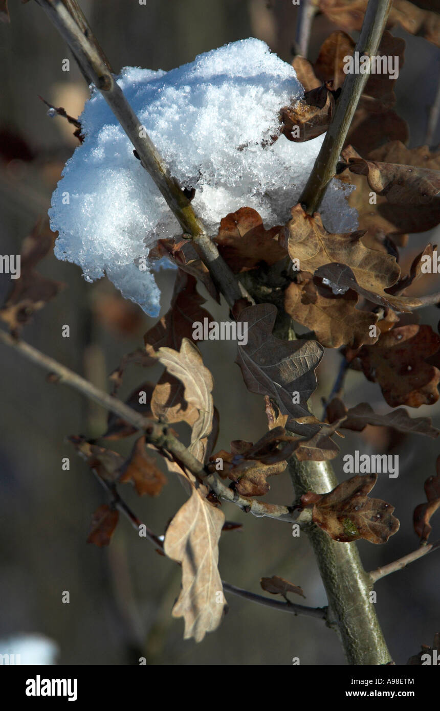 Winter snow on oak leaves Stock Photo