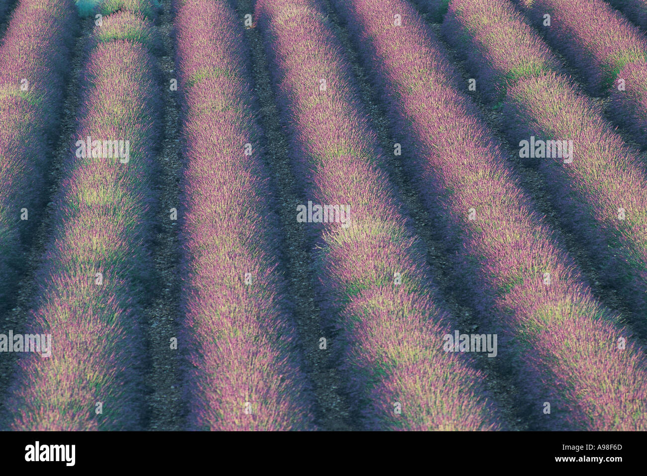 Lavender fields France Stock Photo