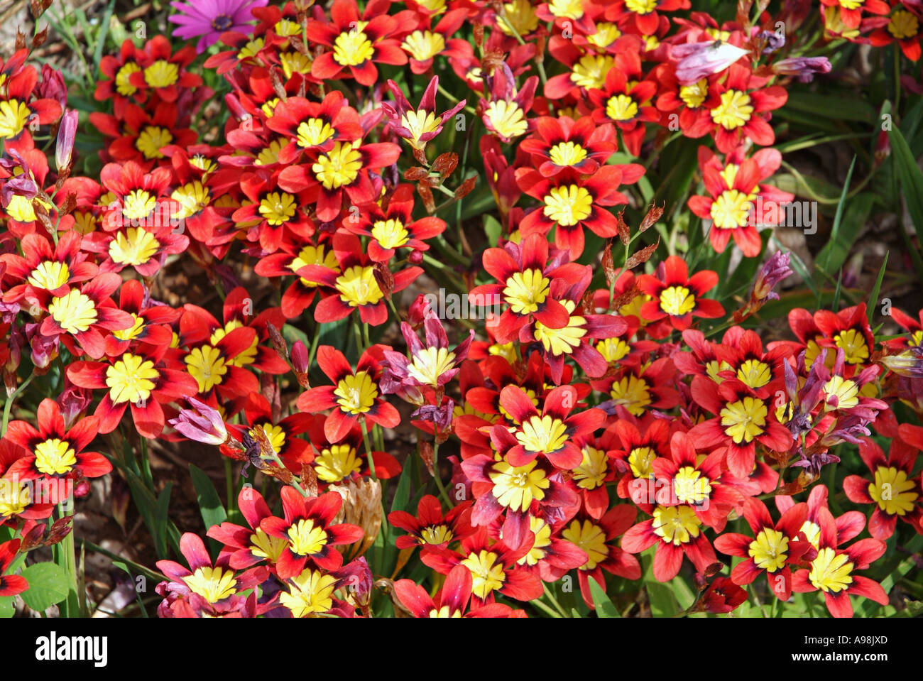 Colourful Flowers In Bloom Turkey Sparaxis Tricolor Stock Photo Alamy