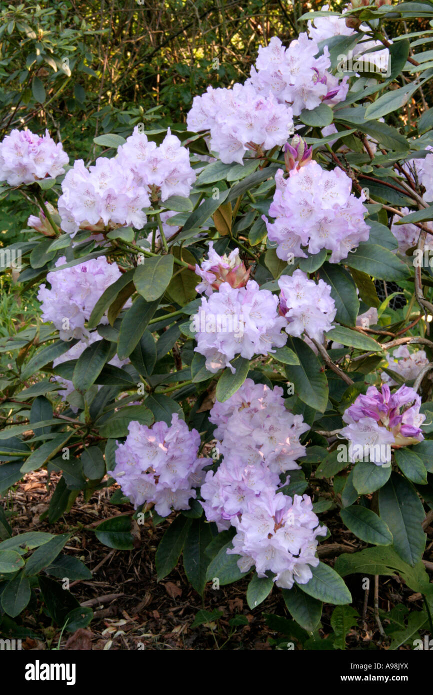 Rhododendron Susan May 3 Stock Photo