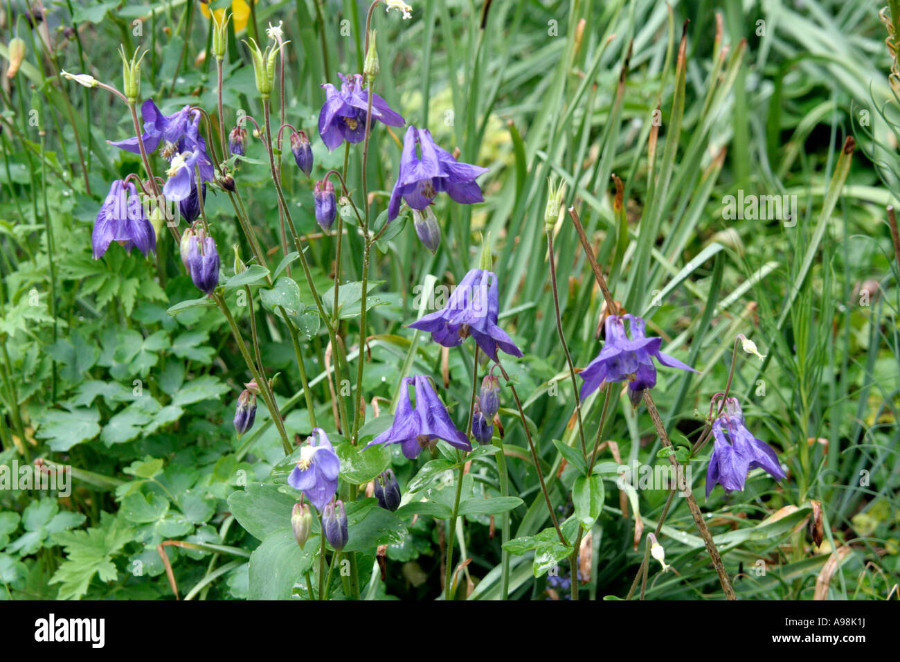 Aquilegia alpina is an easy columbine which will often naturalise Stock Photo
