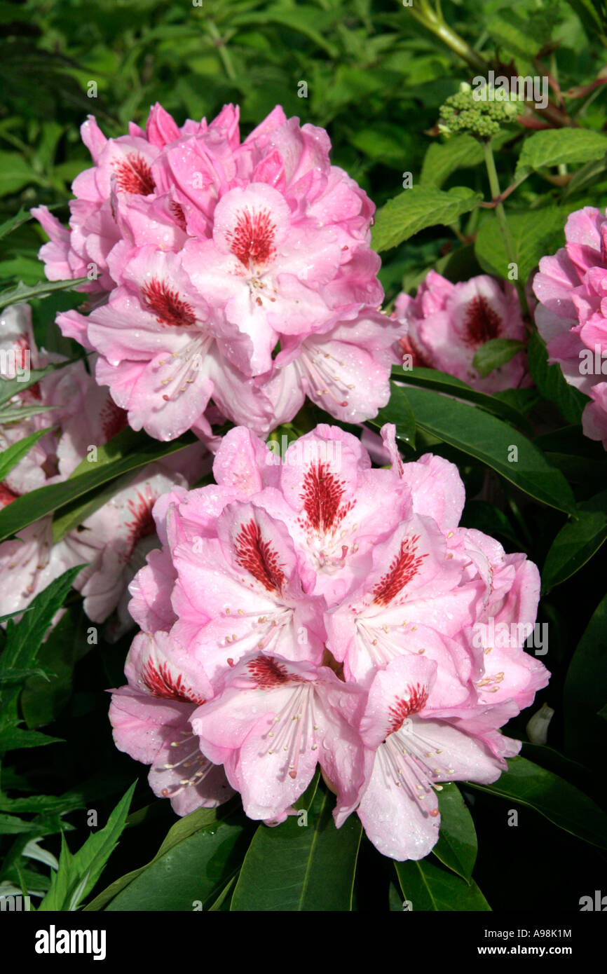 Rhododendron Furnivals Daughter Stock Photo