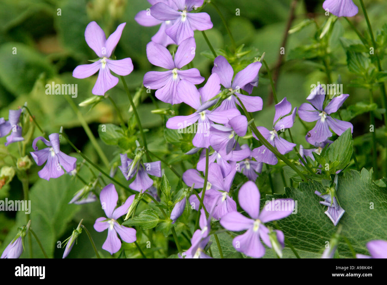 Viola cornuta Stock Photo