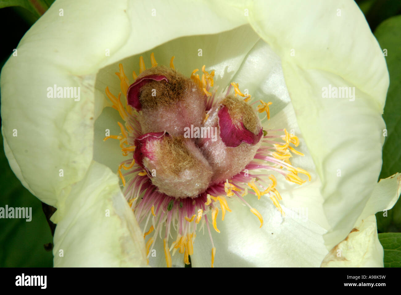 Paeonia wittmanniana has beautiful yet ephemeral flowers in mid May Stock Photo