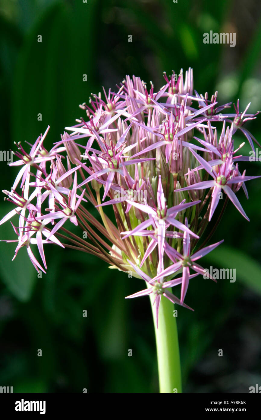 Allium cristophii has long lasting spheres of glistening purple which start flowering in late spring and continue for many weeks Stock Photo
