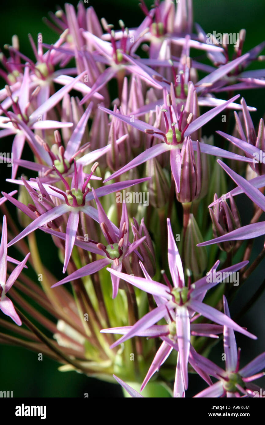 Allium cristophii has long lasting spheres of glistening purple which start flowering in late spring and continue for many weeks Stock Photo