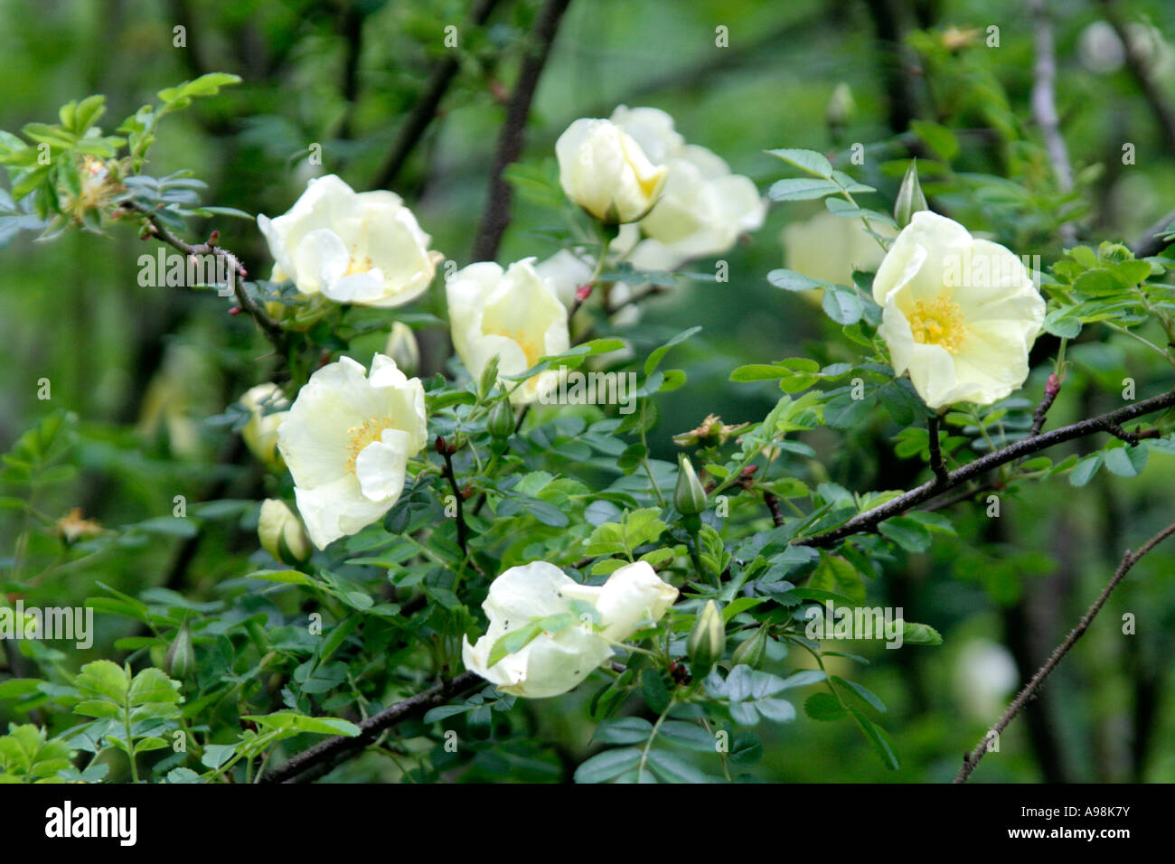Rosa cantabrigiensis is covered with single lemon coloured flower in may Stock Photo