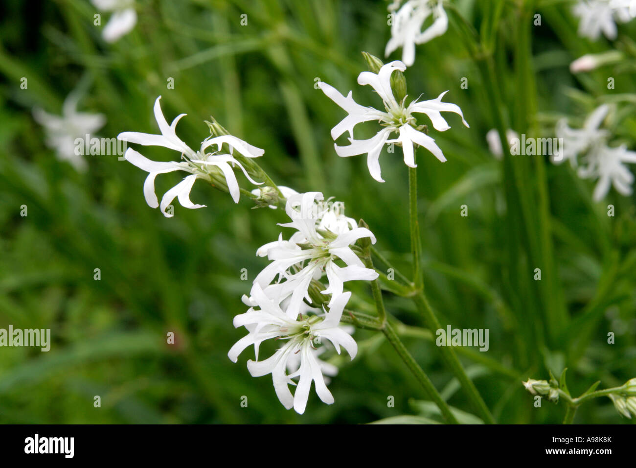 Lychnis flos cuculi alba white form of Ragged Robin a british native wild plant which grows in damp meadows Photo - Alamy