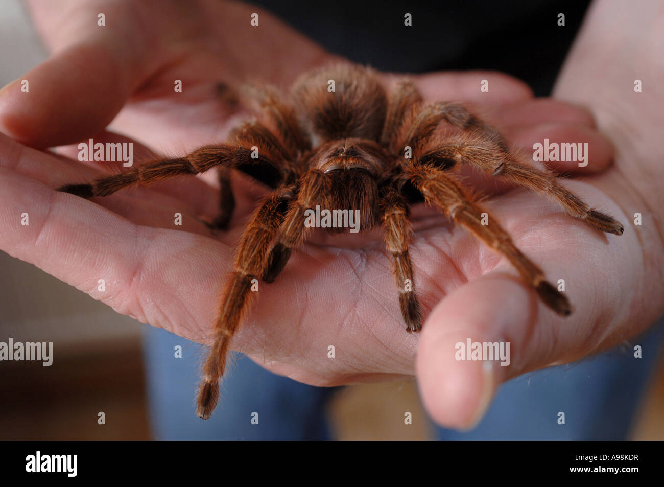 A mans hand holding a large tarantula spider Stock Photo