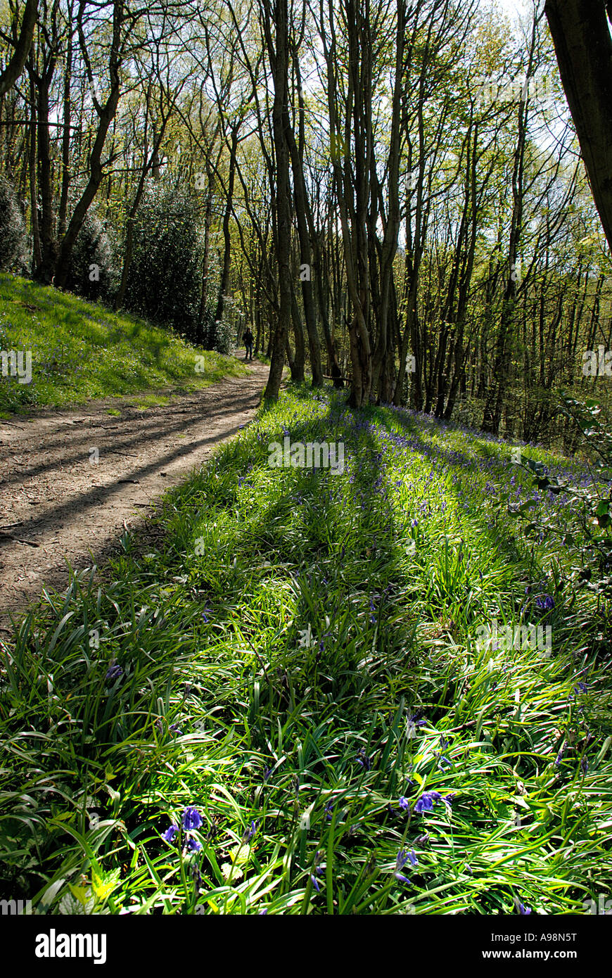 English Bluebells in Woodland 4 Stock Photo - Alamy
