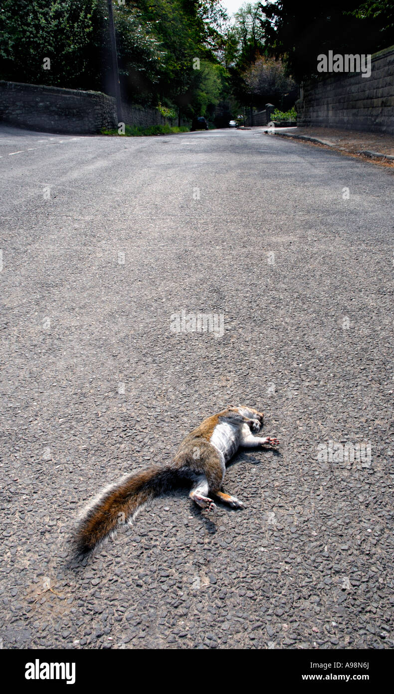 Dead animal squirrel roadkill hires stock photography and images Alamy