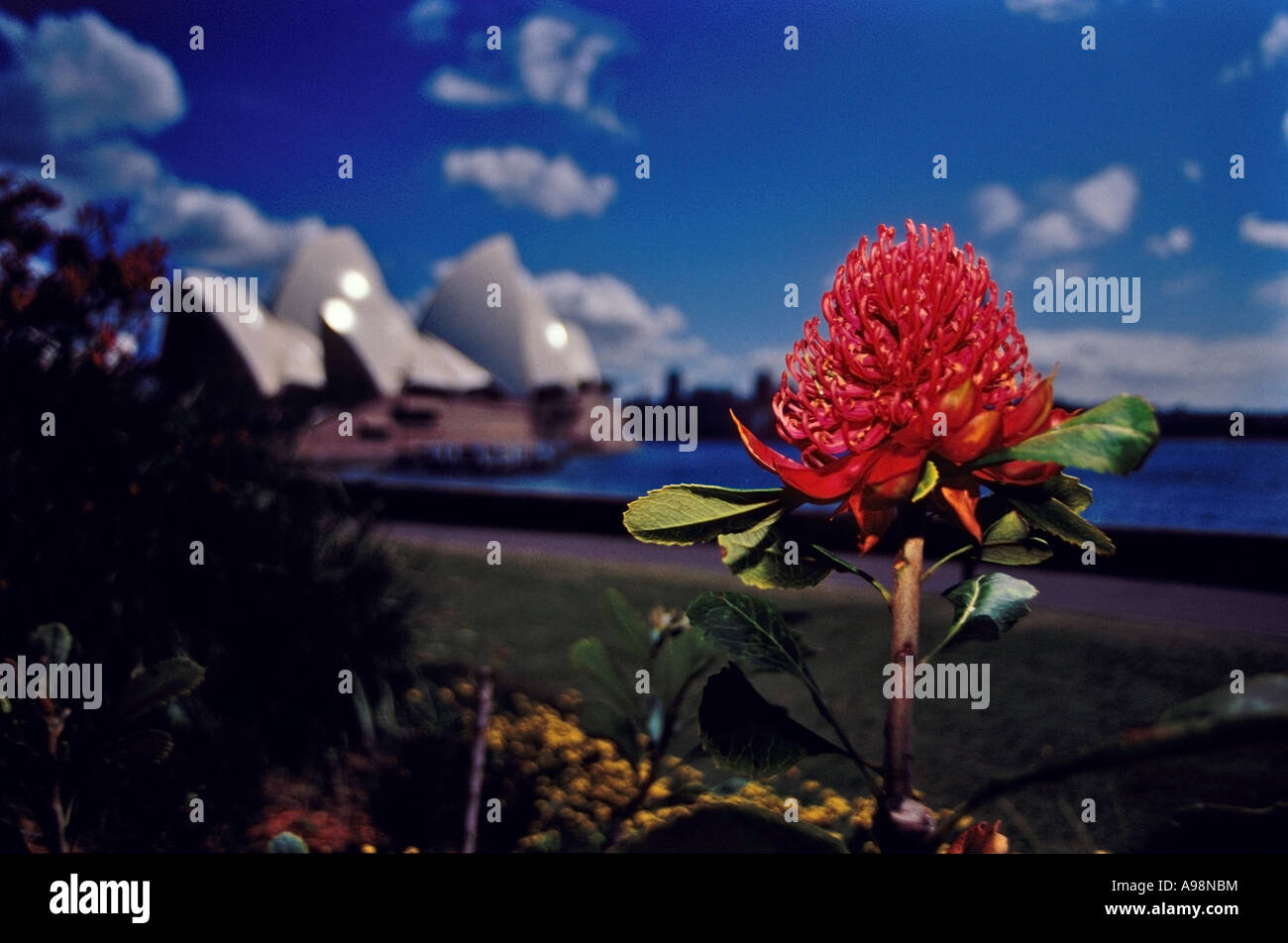 Waratah Flower in the Royal Botanic Gardens in front of Sydney opera