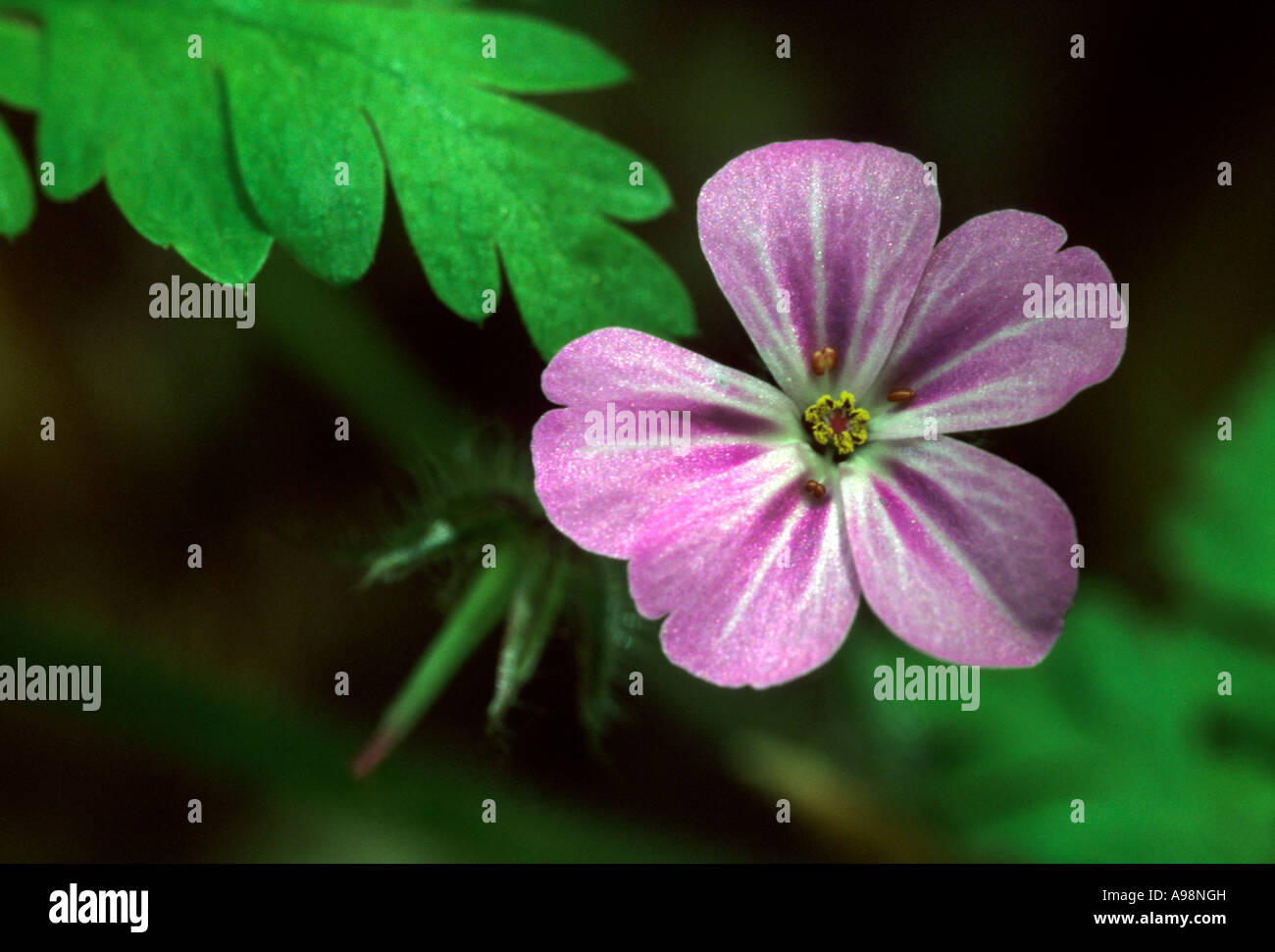 Geranium robertianum - Herb-Robert geranium Stock Photo