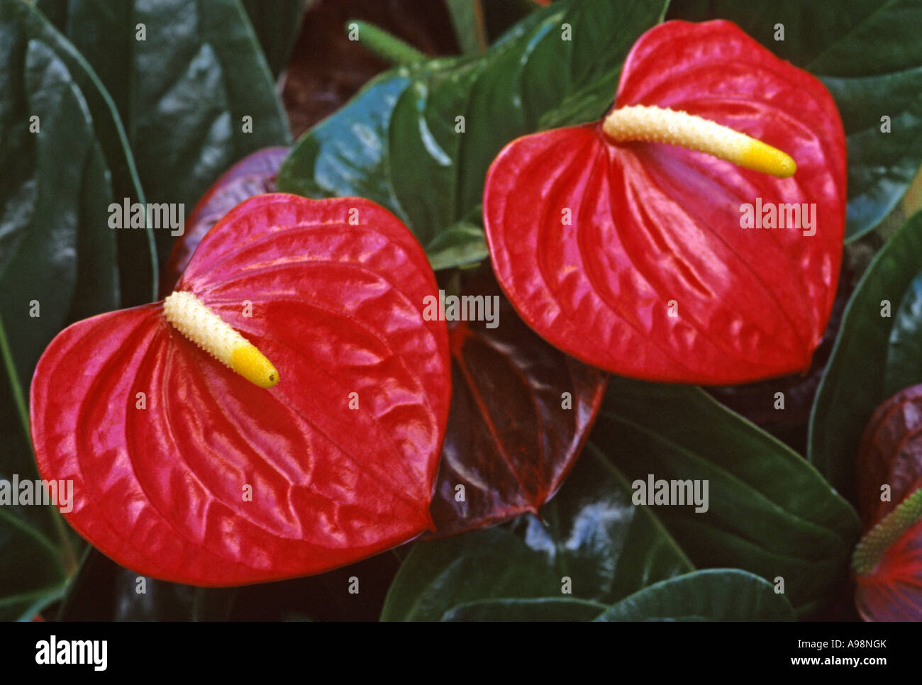 Red Anthirium - Anthurium andraeanum - Anturio Stock Photo