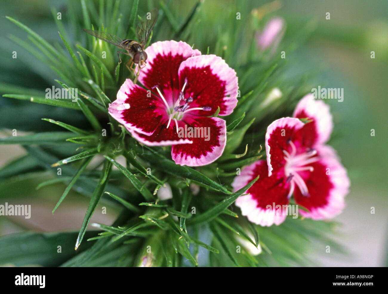 Sweet William, Dianthus barbatus - Caryophyllaceae Stock Photo