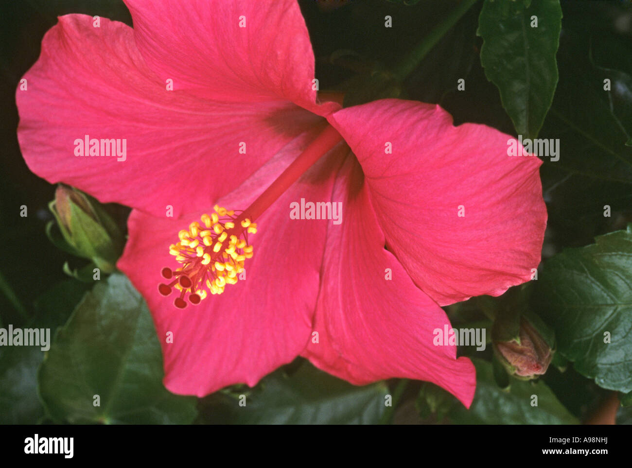 Hibiscus flower rosa-sinensis, Chinese Hibiscus - Ibisco, Malvaceae close up Stock Photo