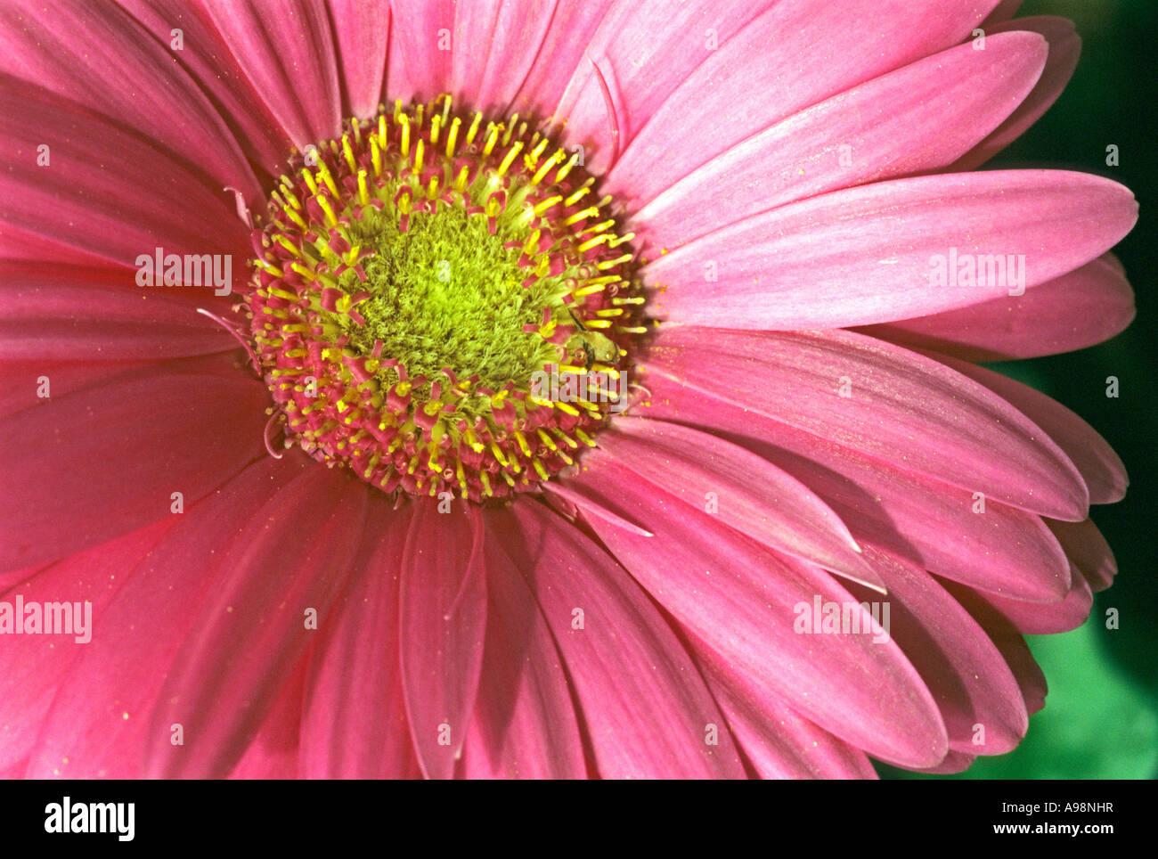 African daisy, Gerbera Jamesonii - Asteraceae, Compositae close up petals corolla Stock Photo