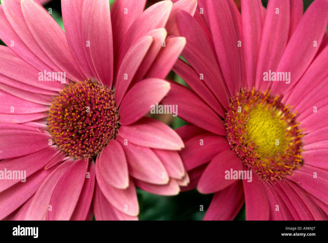African daisy, Gerbera Jamesonii - Asteraceae, Compositae flower corolla colur pink blossom close up Stock Photo