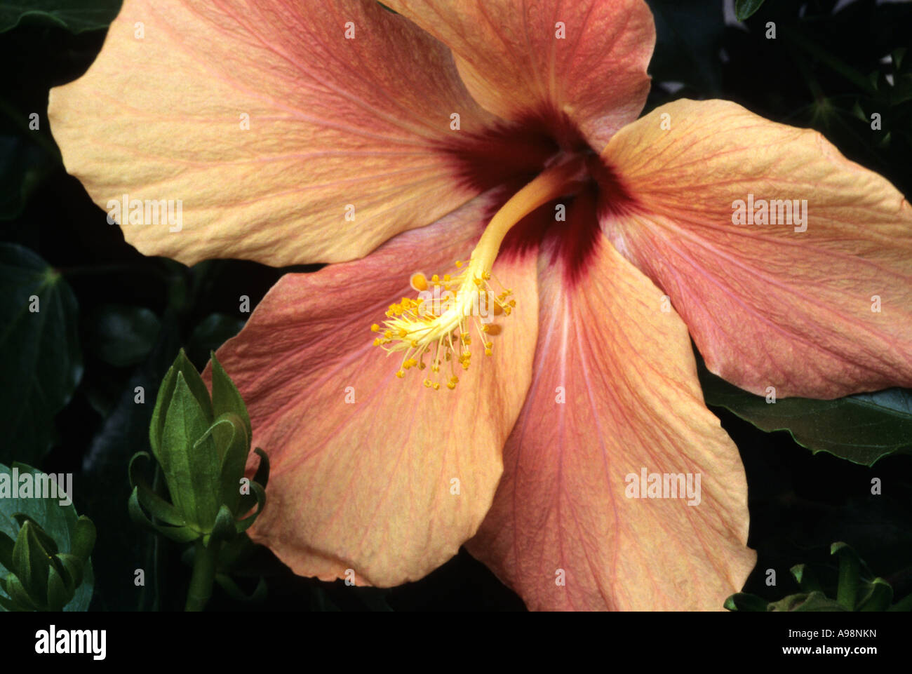 Hibiscus rosa-sinensis, Chinese Hibiscus - Ibisco, Malvaceae Stock Photo