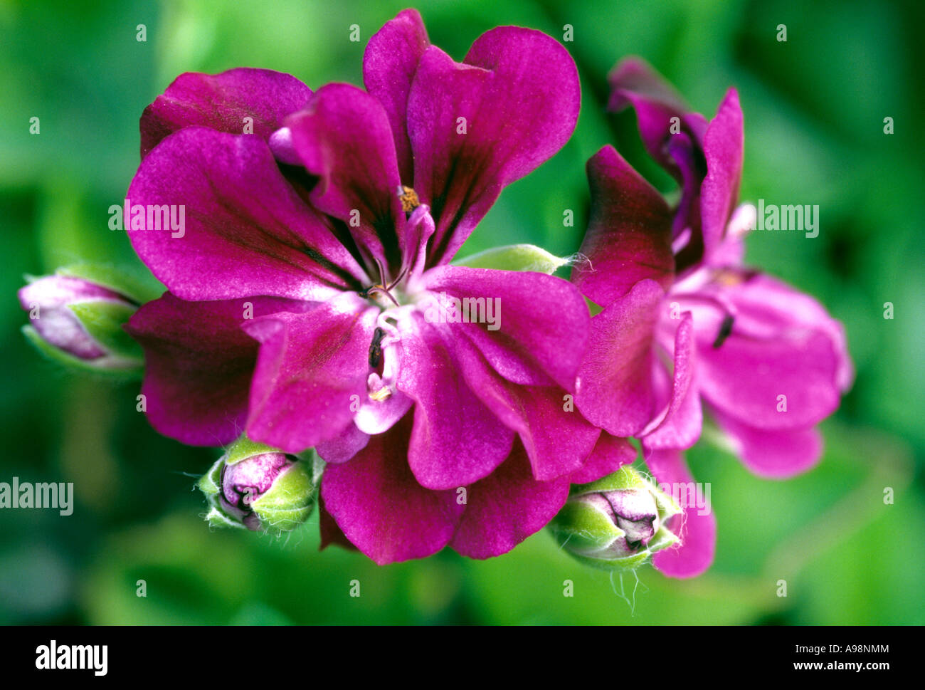 Geranium flowers, geranio, pelargonium close up corolla purple petals Stock Photo