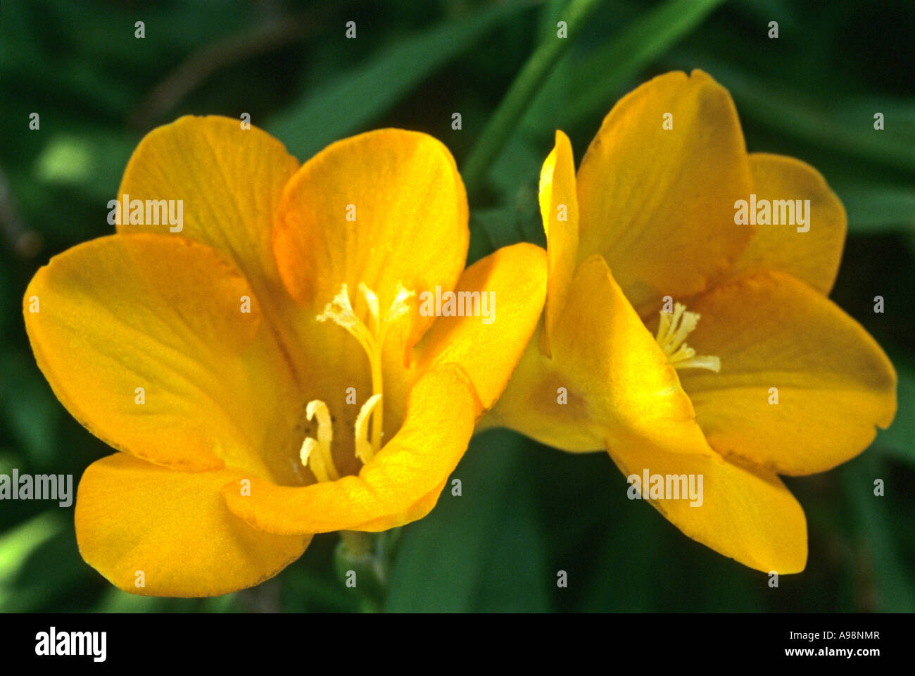 Freesia flower - yellow Fresia - Iridaceae close up Stock Photo