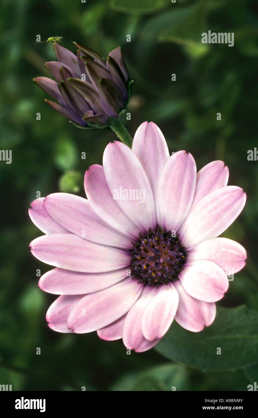 Osteospermum - Cape Daisy flower -  Dimorphotheca pluvialis close up Stock Photo
