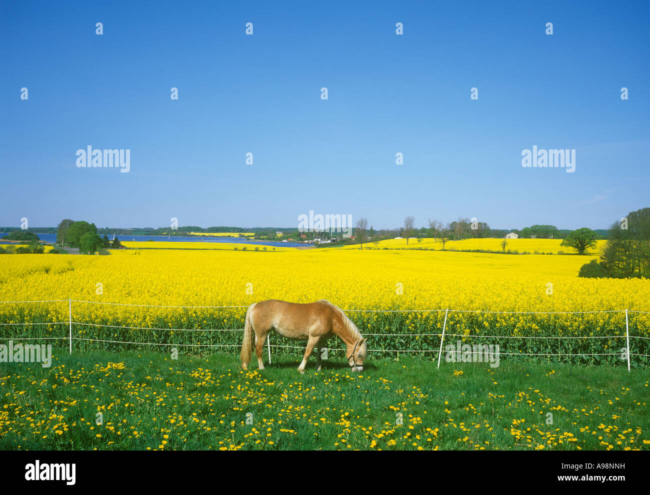 field of rapeseeds at the Baltic Sea Fjord Schlei in Schleswig Holstein in Northern Germany Stock Photo