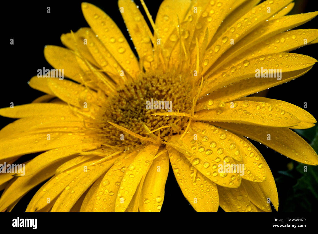 African daisy corolla flower petals wet drops Gerbera Jamesonii - Asteraceae, Compositae Stock Photo