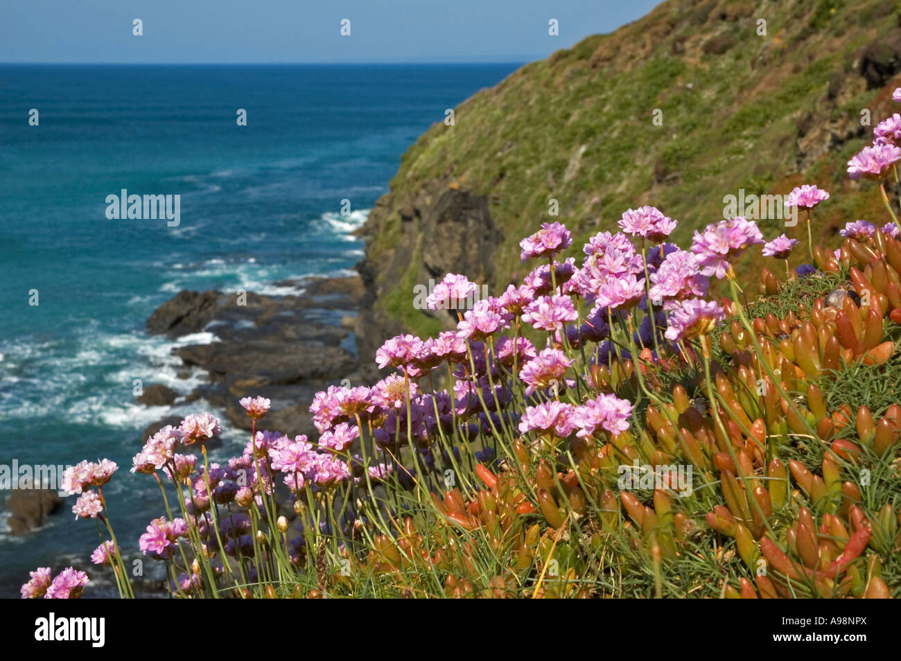 thrift or sea pinks flowering in the spring sunshine on the coastal cliffs of cornwall,england Stock Photo