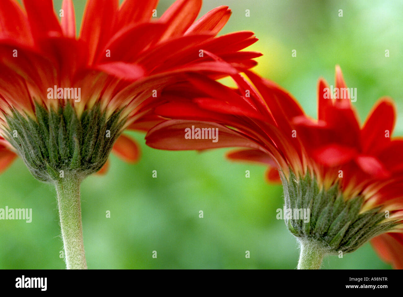 African daisy, Gerbera Jamesonii - Asteraceae, Compositae flower petals corolla close up Stock Photo