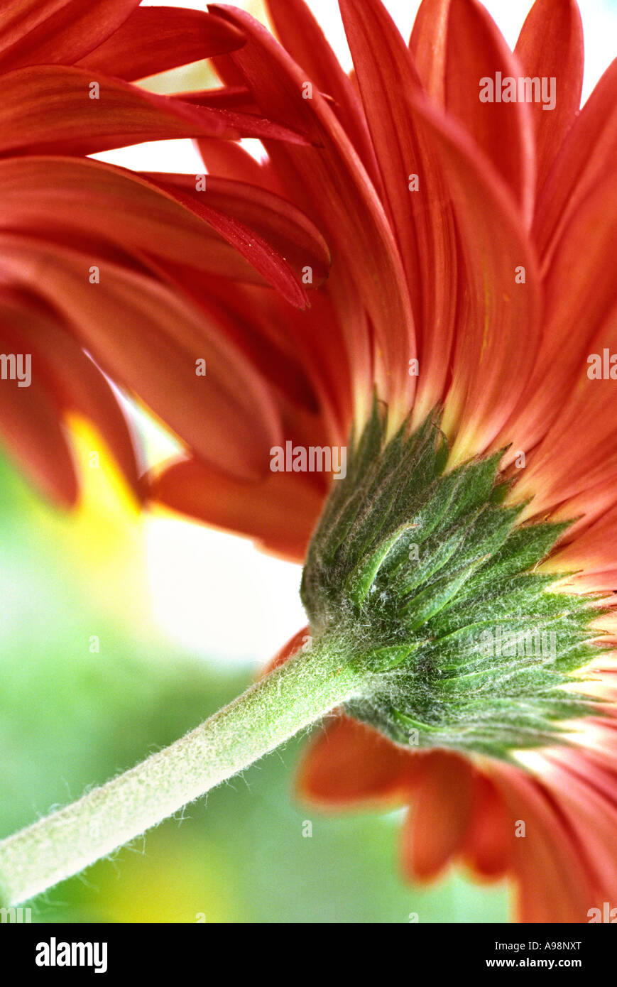 African daisy, Gerbera Jamesonii - Asteraceae, Compositae flower petals corolla close up Stock Photo