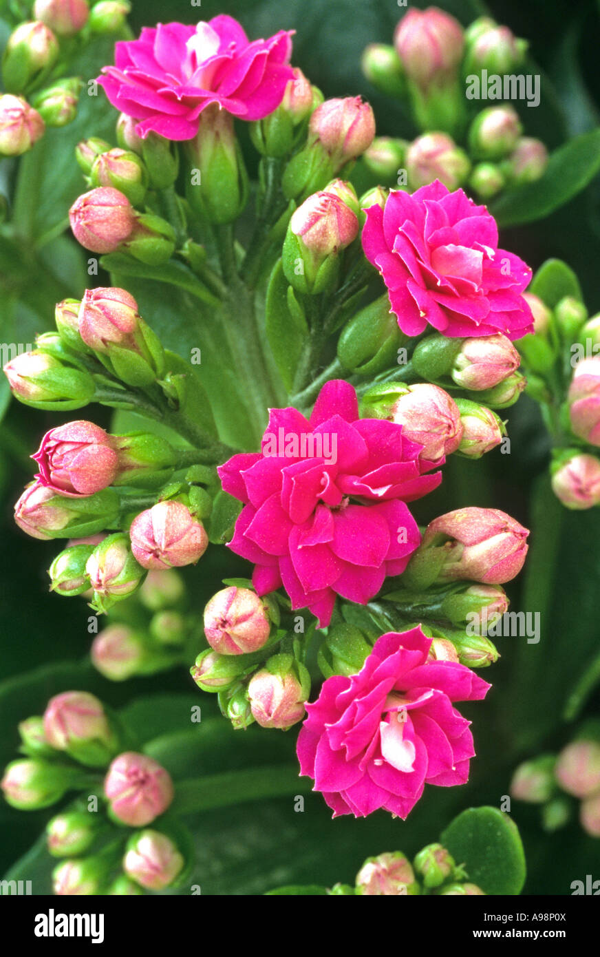 Kalanchoe blossfeldiana pink flowers Crassulaceae close up spring summer blooming Stock Photo