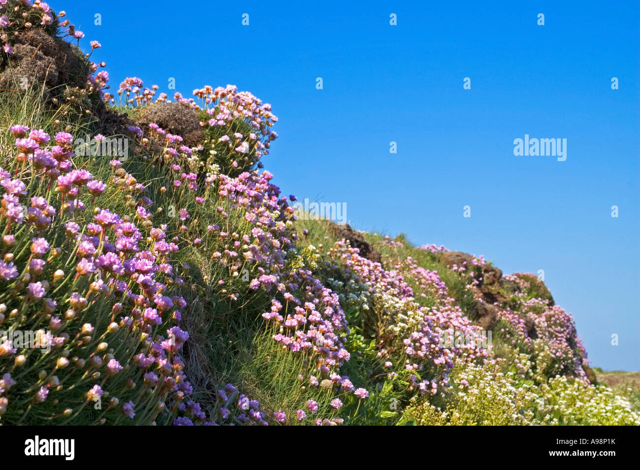 sea pinks or thrift growing on the coast of cornwall,england Stock Photo