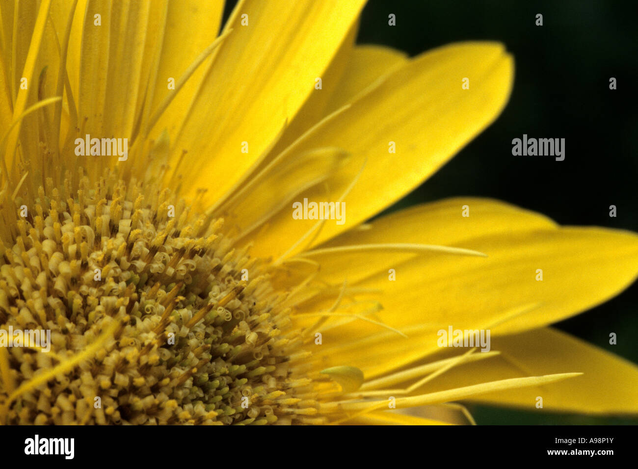 African daisy, Gerbera Jamesonii - Asteraceae, Compositae Stock Photo