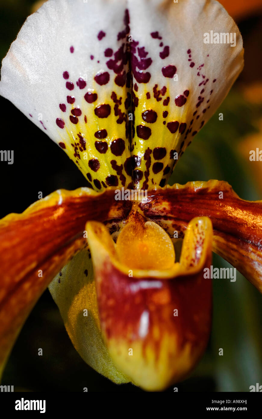 Close up tropical paphiopedilum orchid flower Stock Photo