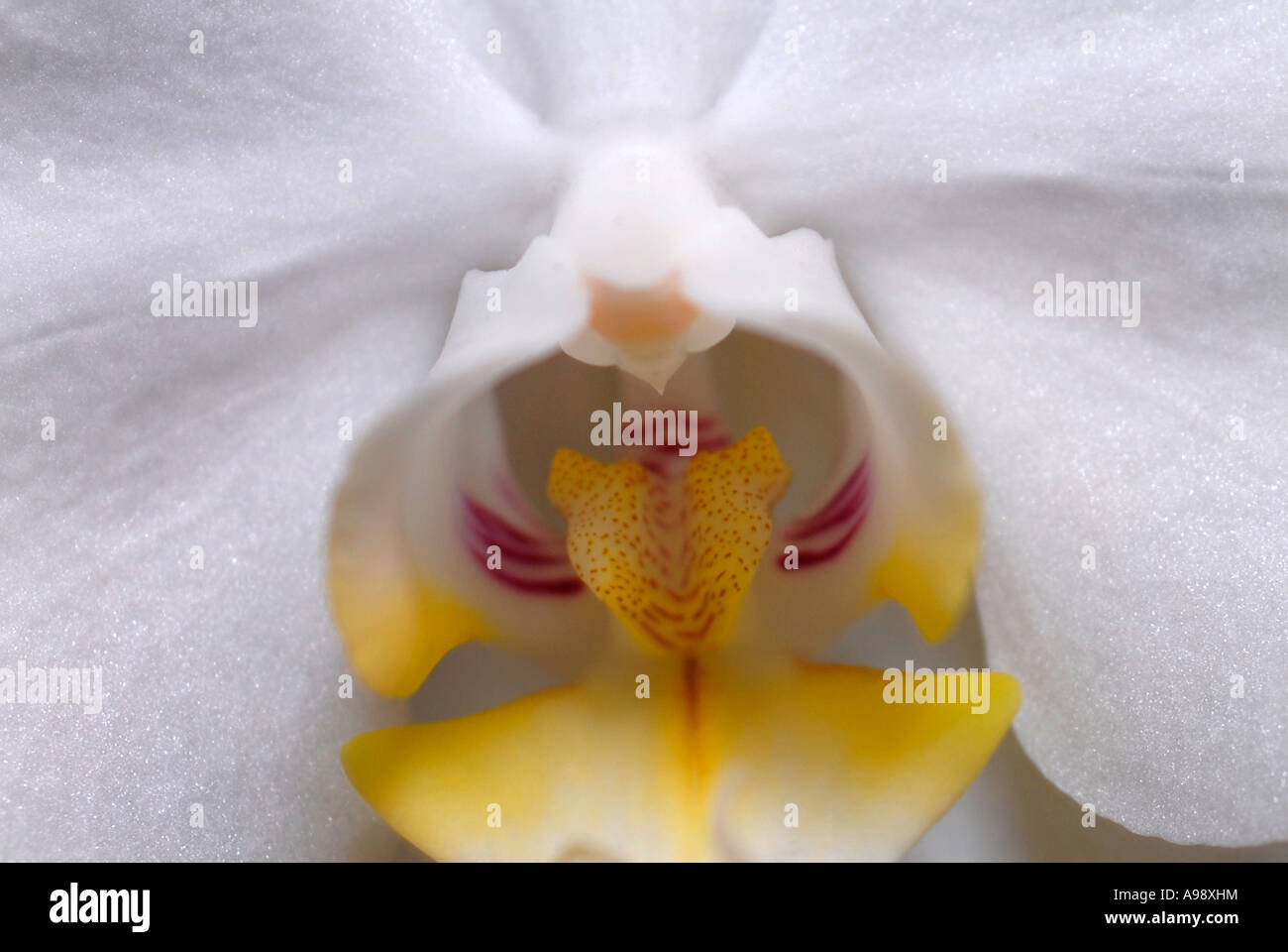 Close up of a white butterfly orchid flower Phalaenopsis Stock Photo