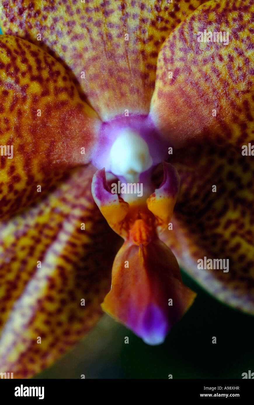 Close up of a orchid flower Phalaenopsis barbara Moeller Venosa Stock Photo
