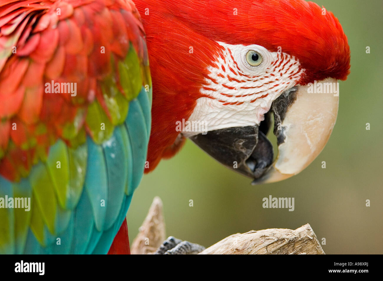 Captive Scarlet Macaw (Ara macao) Stock Photo