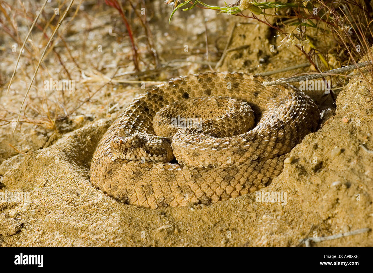 sidewinder rattlesnake (Crotalus cerastes) in Red Rock Canyon State Park, California Stock Photo