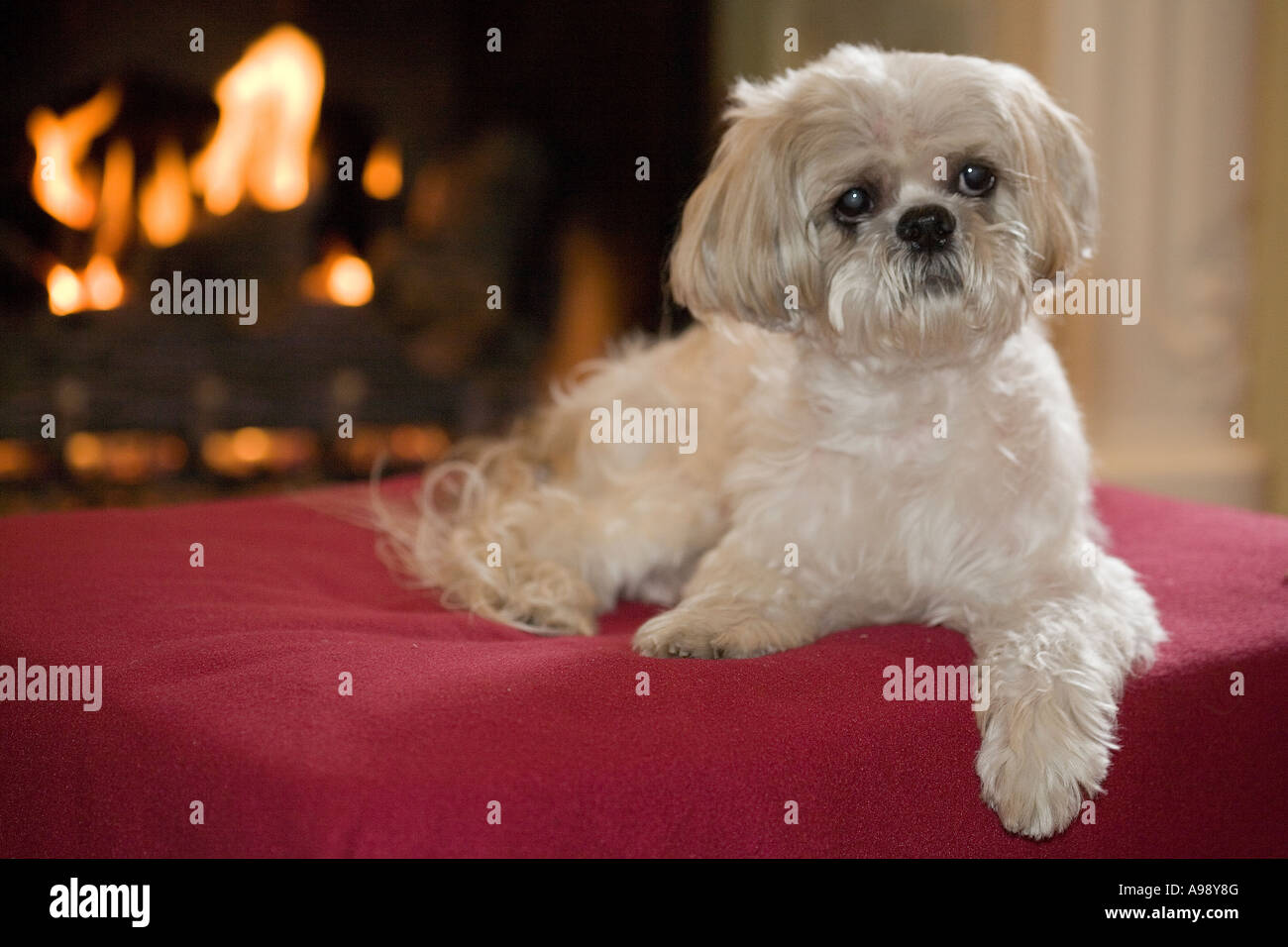 comfortable shi tzu dog Stock Photo
