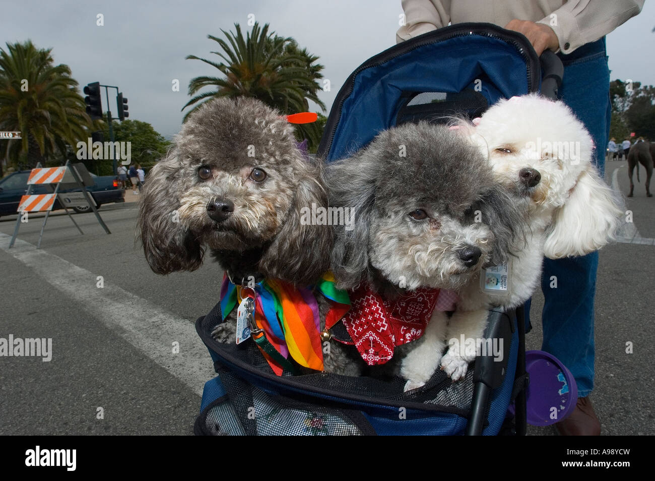 three poodles in a baby stroller Stock Photo