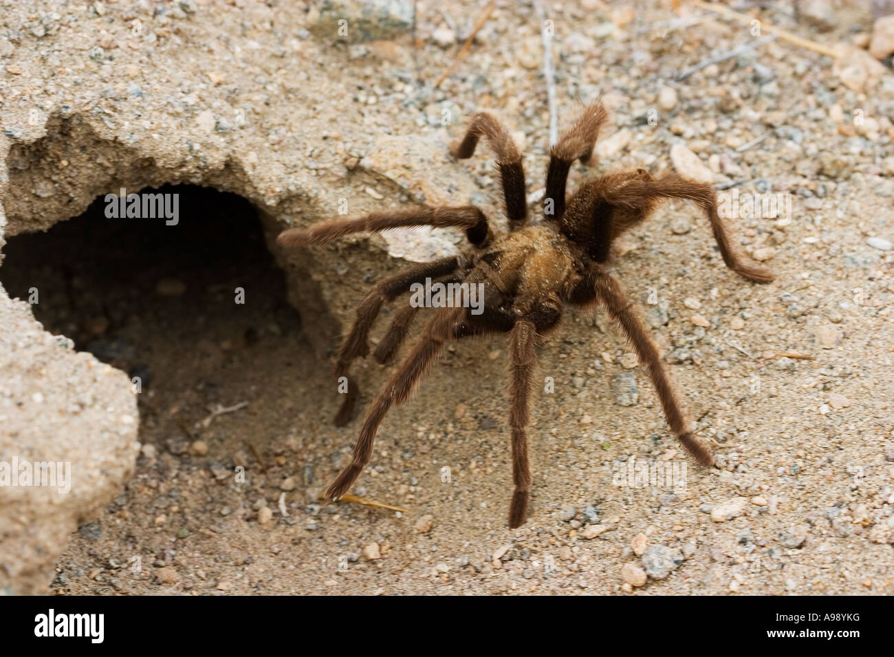tarantula enters its home in Death Valley, California Stock Photo Alamy