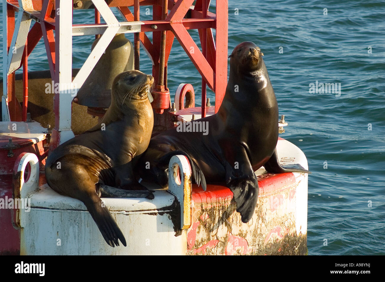 sea lions ( Zalophus californianus) bask in the sun on a buoy Stock Photo